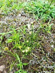 Cyperus seslerioides