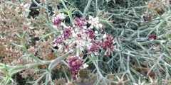 Echinophora spinosa