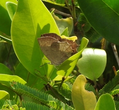 Surendra quercetorum