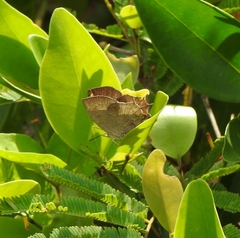 Surendra quercetorum