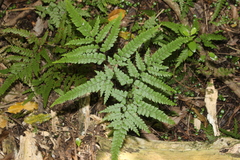 Adiantum formosum