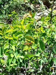 Karwinskia humboldtiana