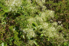 Clematis glycinoides