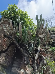 Myrtillocactus geometrizans