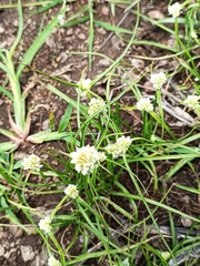Cyperus seslerioides