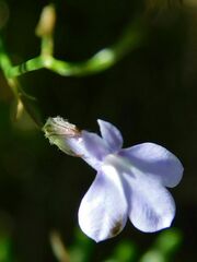 Lobelia linearis