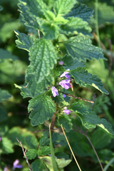 Marrubieae