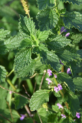 Marrubieae