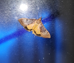 Uresiphita polygonalis