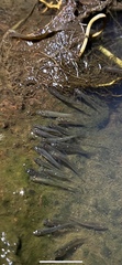 Hypseleotris galii
