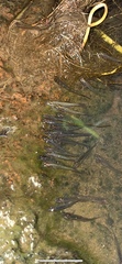 Hypseleotris galii