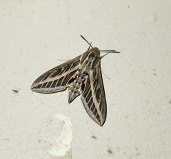 Hyles livornica