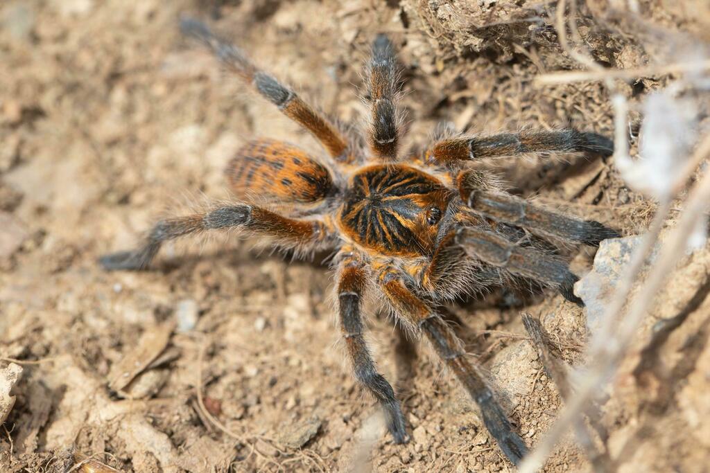 Common Baboon Spiders