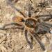 Common Baboon Spiders - Photo (c) Odette Curtis, some rights reserved (CC BY-NC), uploaded by Odette Curtis