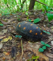 Chelonoidis carbonarius
