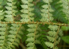 Polystichum oculatum
