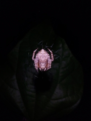 Eriovixia