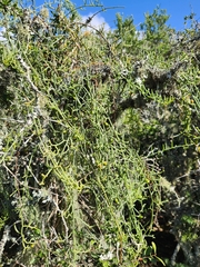 Thesium scandens
