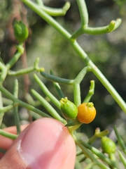 Thesium scandens