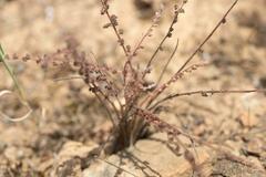 Pelargonium rapaceum