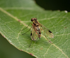 Chrysopilus