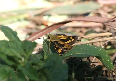 Potanthus pseudomaesa