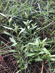 Erigeron karvinskianus