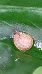 Aegista