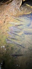 Hypseleotris galii