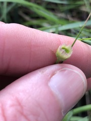 Erigeron karvinskianus