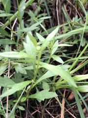 Erigeron karvinskianus