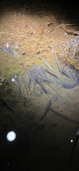 Hypseleotris galii