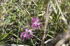 Dianthus pygmaeus