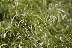 Clematis glycinoides
