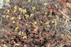 Crassula atropurpurea