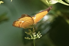 Cirrochroa emalea