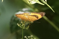 Cirrochroa emalea