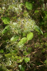 Clematis glycinoides