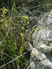 Crassula atropurpurea