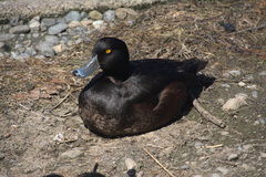 Aythya novaeseelandiae