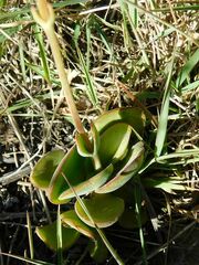 Crassula atropurpurea