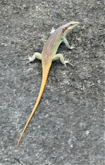 Trachylepis margaritifera