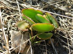 Crassula atropurpurea
