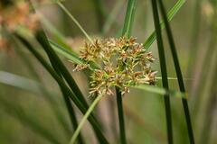 Cyperus textilis