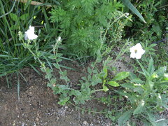 Petunia axillaris