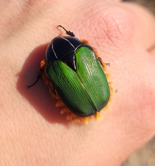 Trichostetha fascicularis