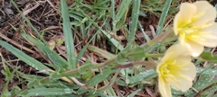 Oenothera stricta