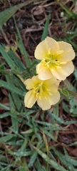 Oenothera stricta