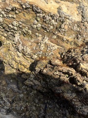 Balanomorpha