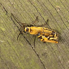 Chauliognathus flavipennis